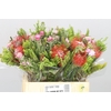 Kaaps Bouquet Veldfire 2 Pin