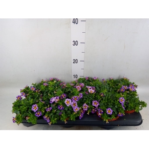 Calibrachoa  'Rave Violet'