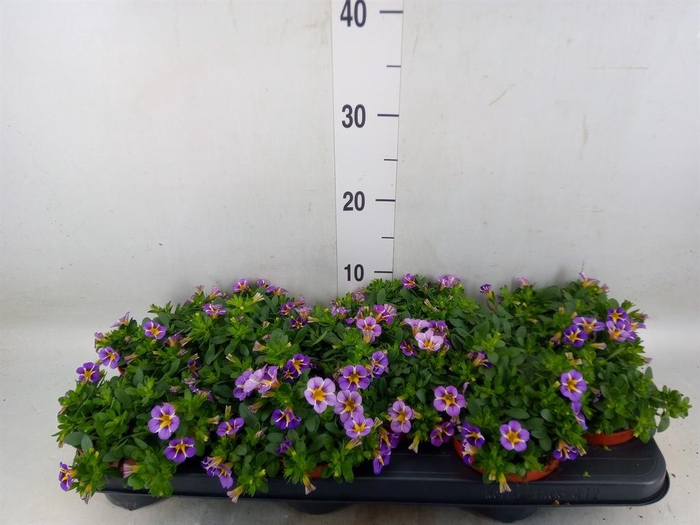 <h4>Calibrachoa  'Rave Violet'</h4>
