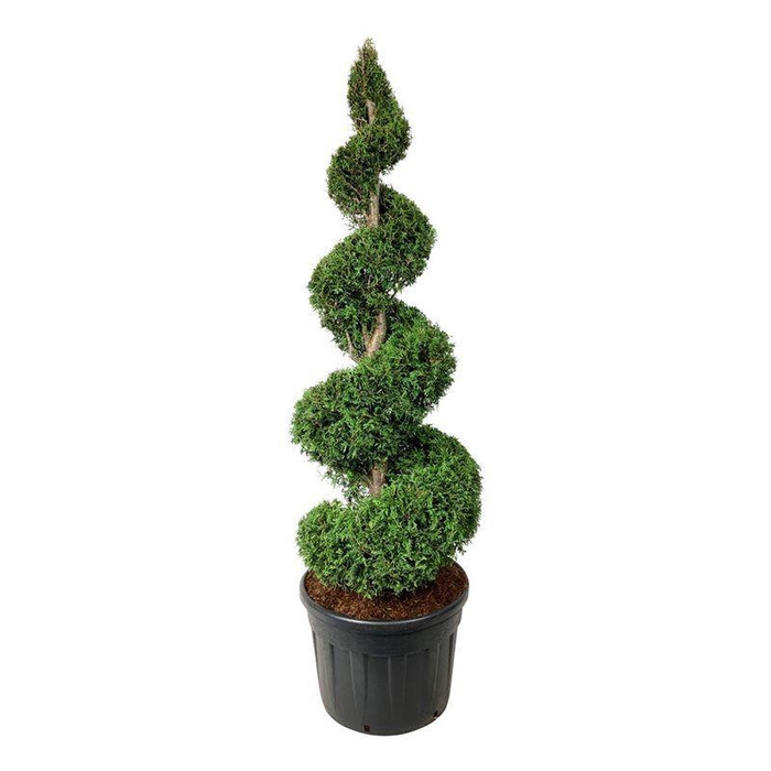 <h4>Thuja occ. 'Brabant'</h4>