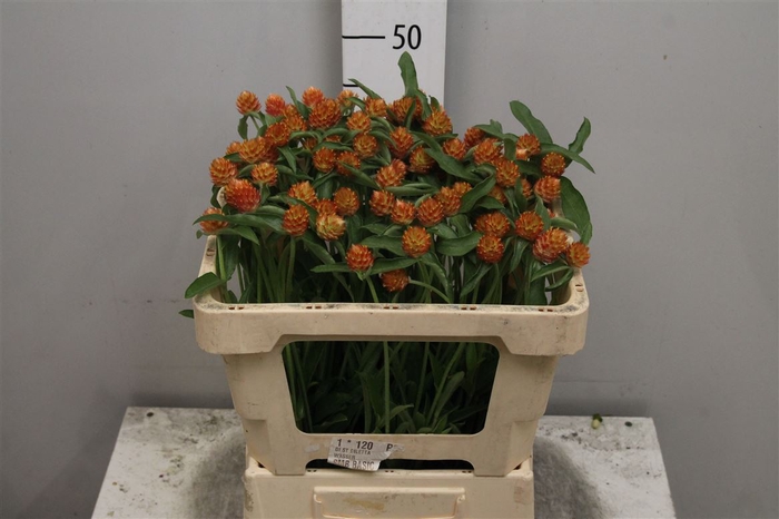 Gomph Gl Ov Orange