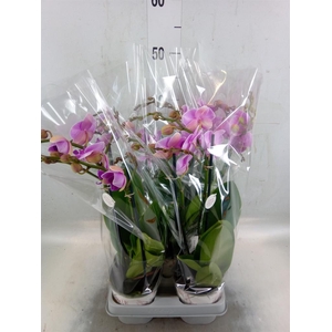 Phalaenopsis   ...lilac