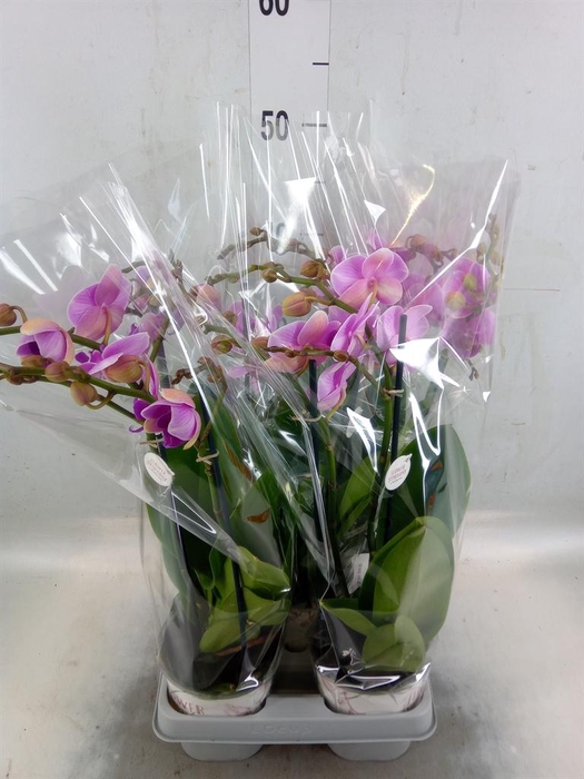 <h4>Phalaenopsis   ...lilac</h4>