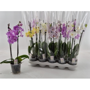 PHAL GEM
