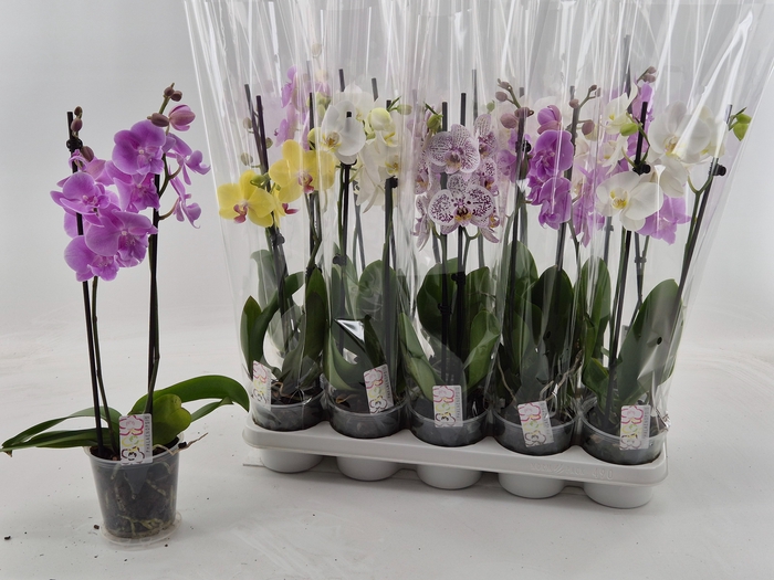 <h4>PHAL GEM</h4>