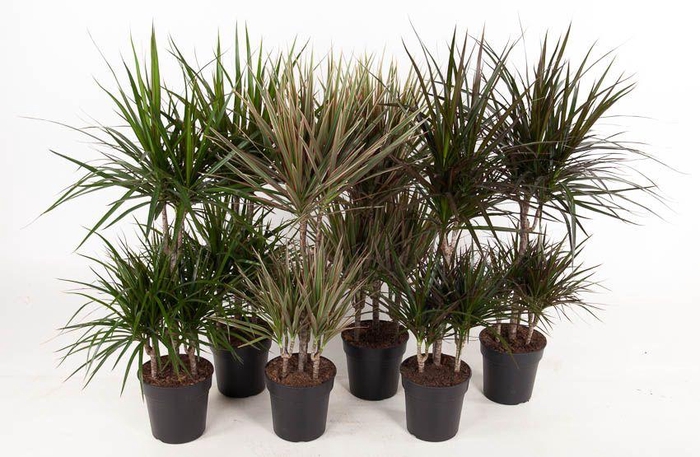 <h4>Mix 45-carr</h4>