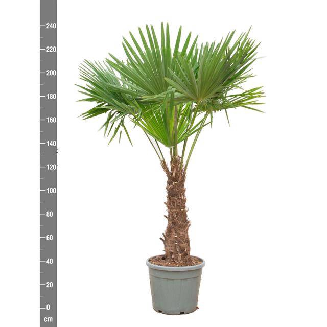 TRACHYC FORTUNEI 230 CM