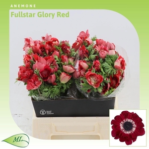 ANEM CO FSTAR GL RED