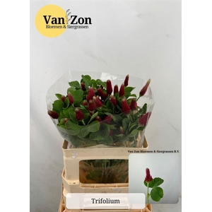 Trifolium Purpureum