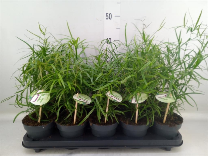 <h4>Asparagus falcatus</h4>