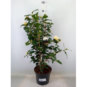 Camellia japonica 'Brushfield Yell'