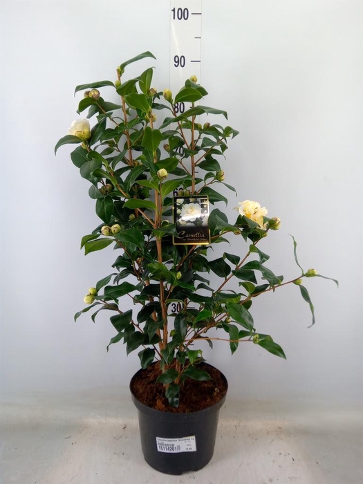 <h4>Camellia japonica 'Brushfield Yell'</h4>