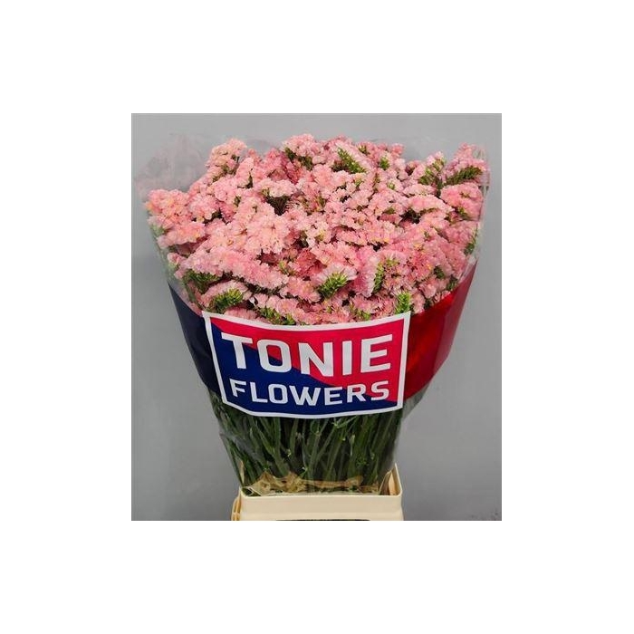 <h4>Lim S Emma Peach</h4>