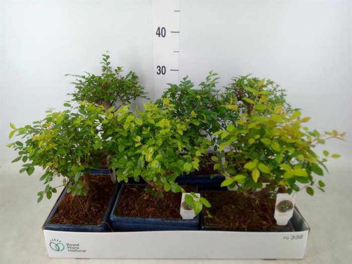 <h4>Bonsai   ...mix</h4>