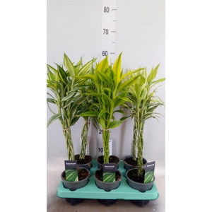 Dracaena sand. ...mix 3
