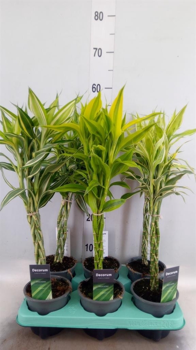 <h4>Dracaena sand. ...mix 3</h4>