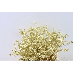 Ilex Kbh Gold 40cm Stem