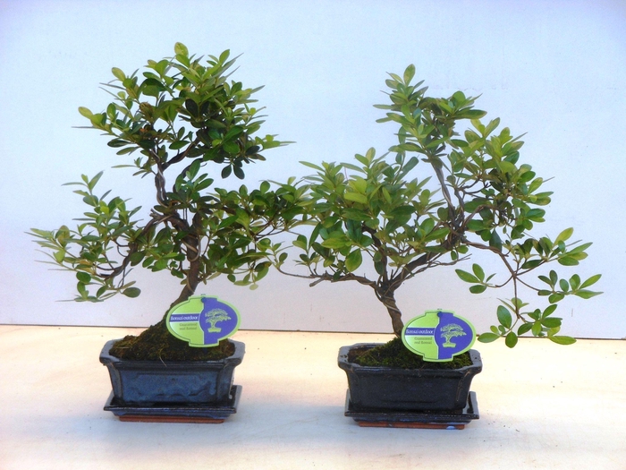 <h4>Rhododendron indicum, 15 cm shape, with drip tray</h4>