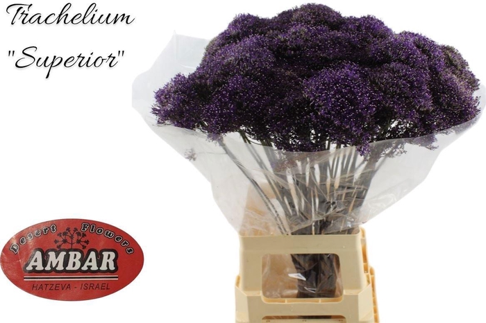 <h4>Trach Lake Superior</h4>