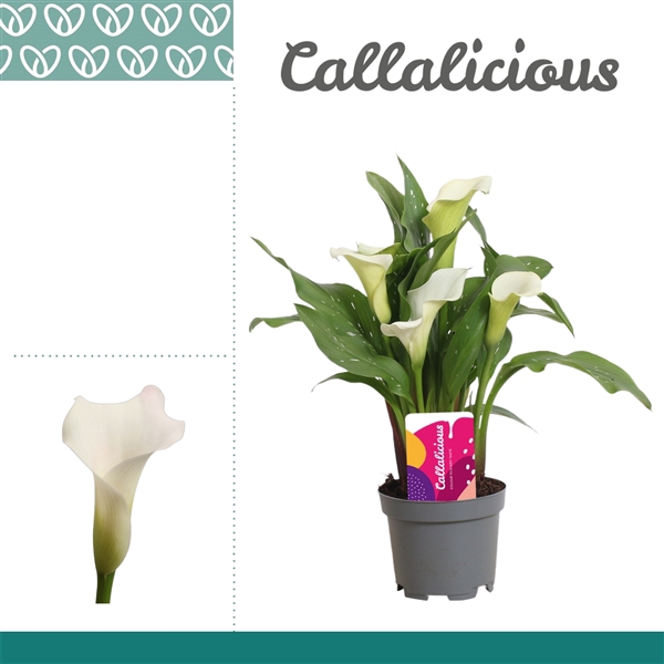 <h4>Zantedeschia Wit</h4>
