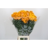 Tagetes Marigold Promise Light Orange