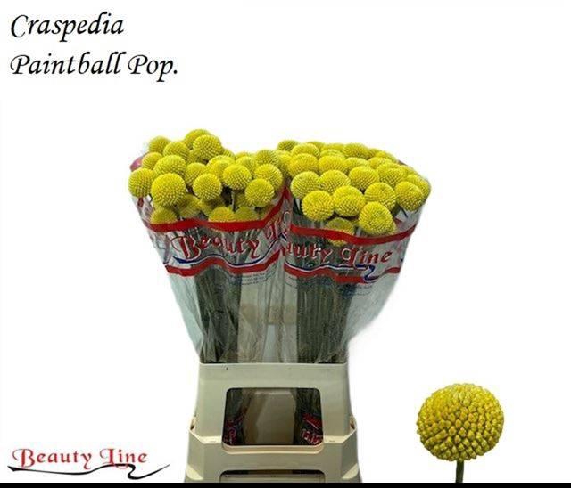 <h4>CRAS PAINTBALL POP</h4>