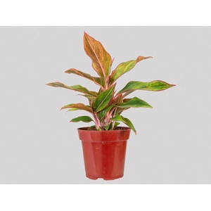 AGLAONEMA CRETA P12