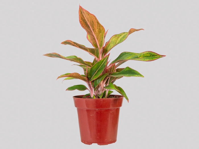 <h4>AGLAONEMA CRETA P12</h4>