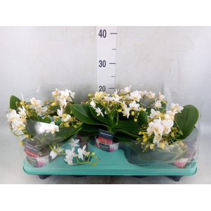 Phalaenopsis multi. 'Ant Nazare'