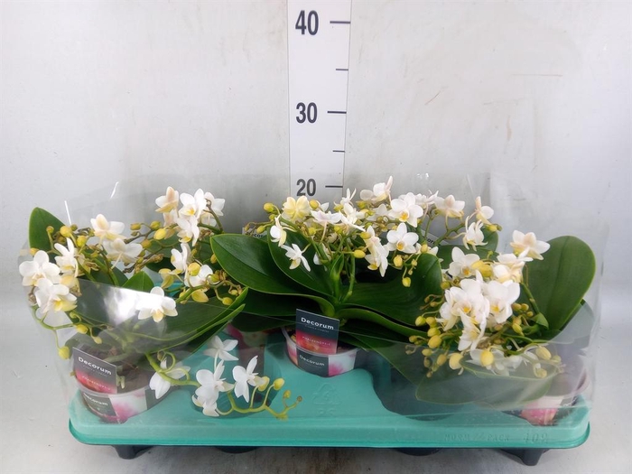 <h4>Phalaenopsis multi. 'Ant Nazare'</h4>