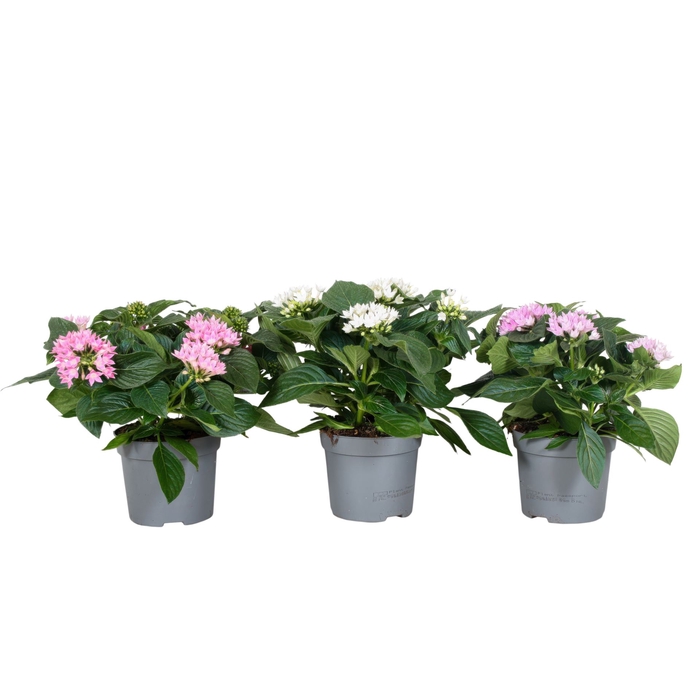 <h4>Pentas Starcluster</h4>