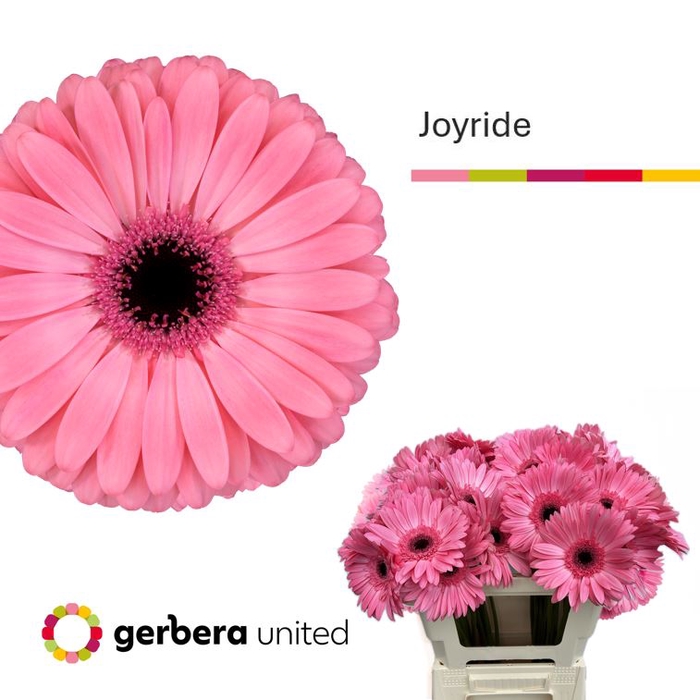 <h4>Gerbera Joyride Water x40</h4>