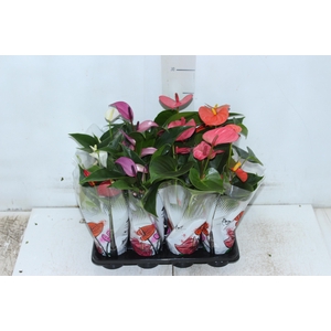ANTHURIUM VARIADO P06