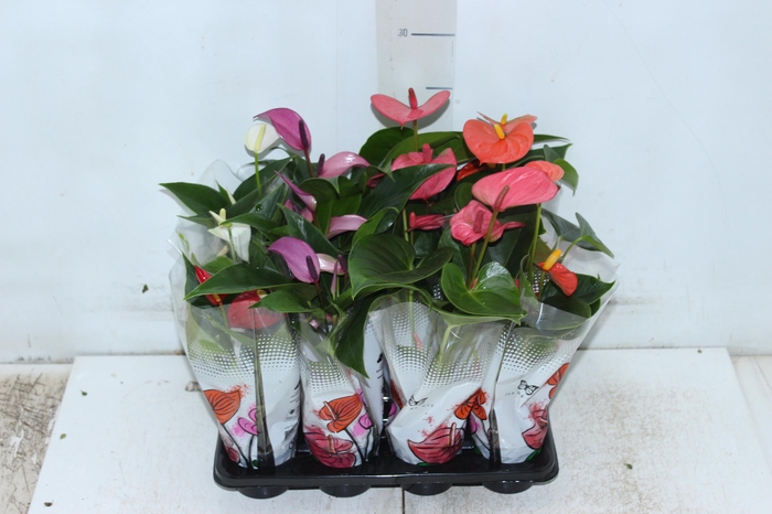 <h4>ANTHURIUM VARIADO P06</h4>