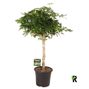 Schefflera arbor. 'Gold Capella'