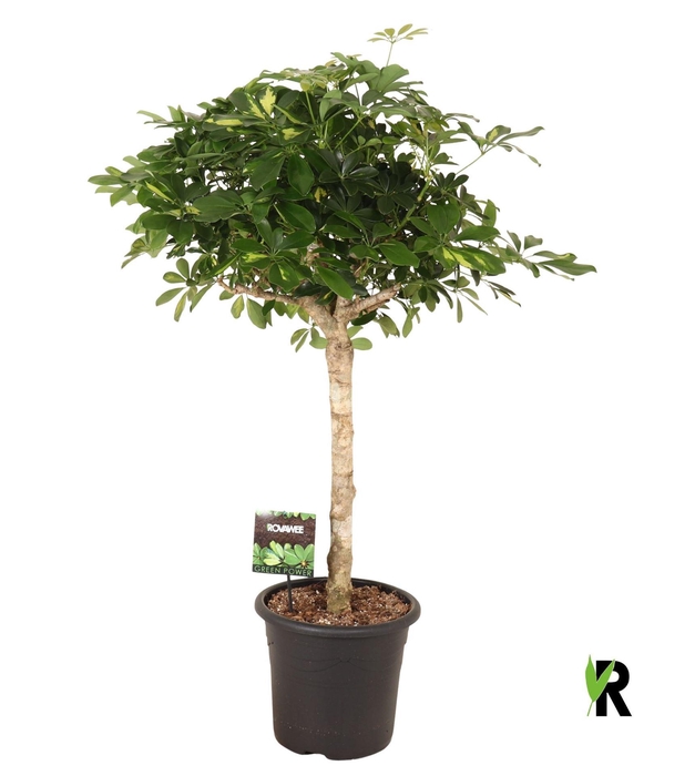 <h4>Schefflera arbor. 'Gold Capella'</h4>