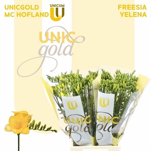 Freesia enk Yelena