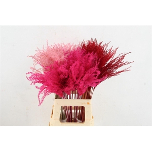 Df Miscanthus Valentine Mix