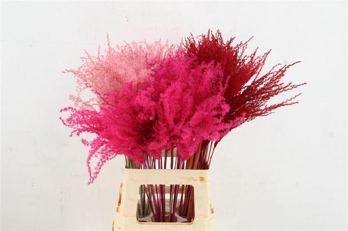 <h4>Df Miscanthus Valentine Mix</h4>