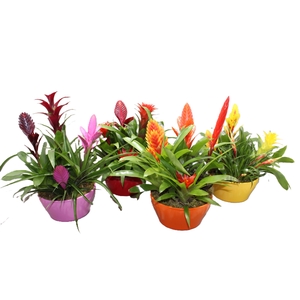 Bromelia Coupe Exotic 23CM Classic