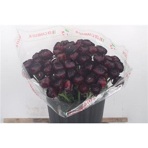 Ran... Su Nerone Super X50