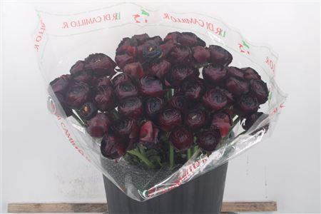 <h4>Ran... Su Nerone Super X50</h4>