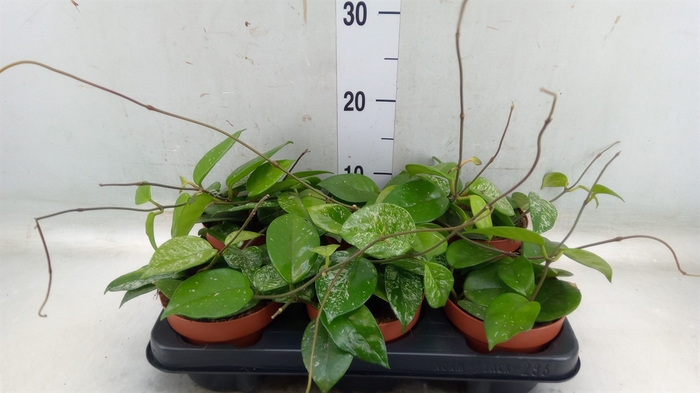 <h4>Hoya carnosa 'Freckles Splash'</h4>