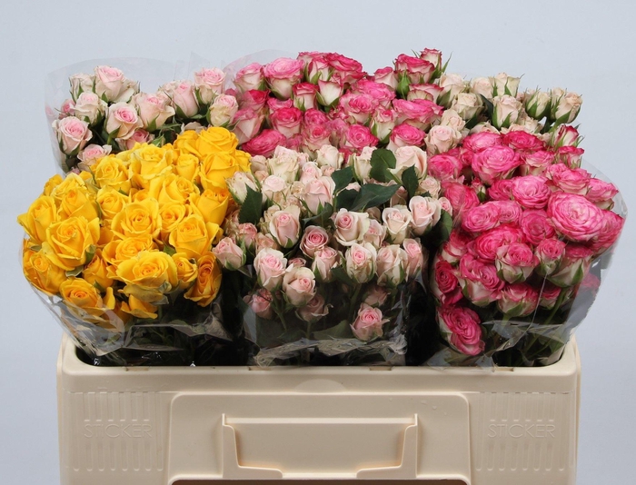 <h4>R TR GEM IN FUST</h4>