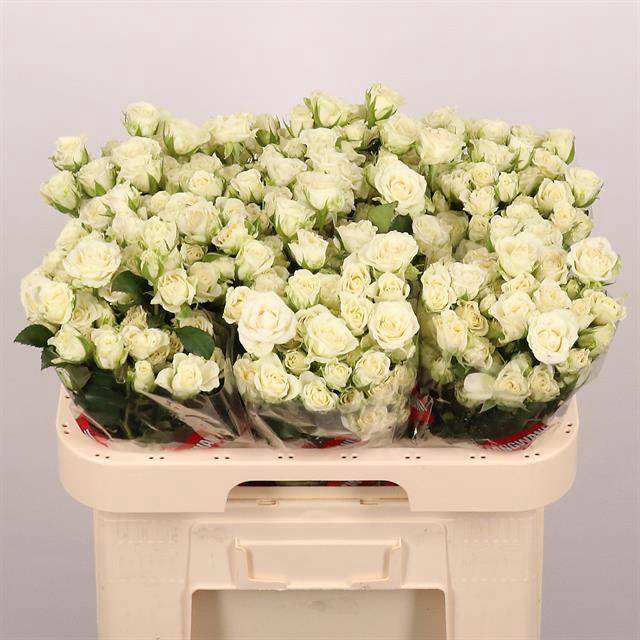 <h4>Rosa spray snowflake</h4>