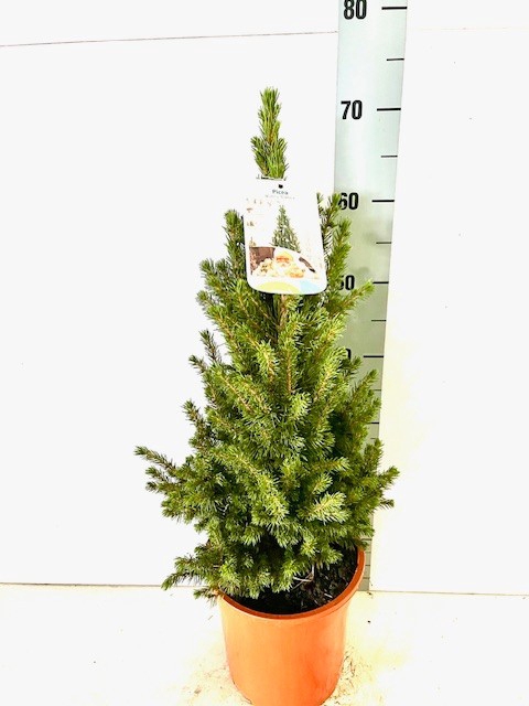 <h4>PICEA GL CONICA</h4>