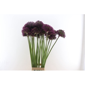 Allium Cherry Crazy Xxl