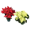 POINSETTIA P14 VARIADO