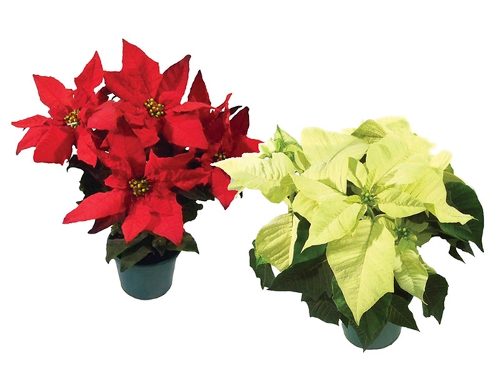<h4>POINSETTIA P14 VARIADO</h4>