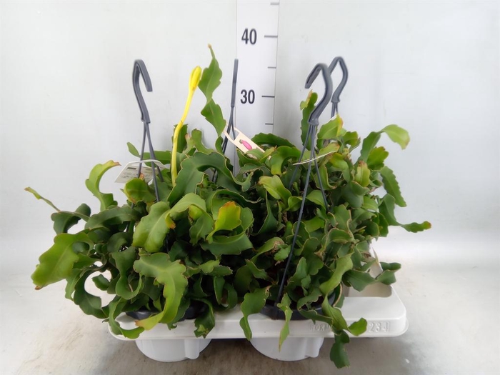 <h4>Epiphyllum guatem. var. monstrosa</h4>